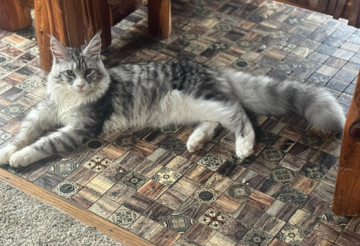King Maine Coon