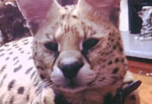 King African Serval