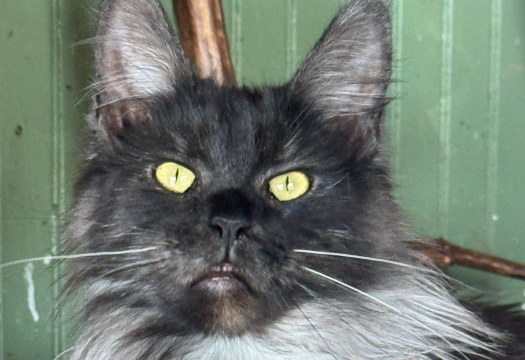 Queen Maine Coon